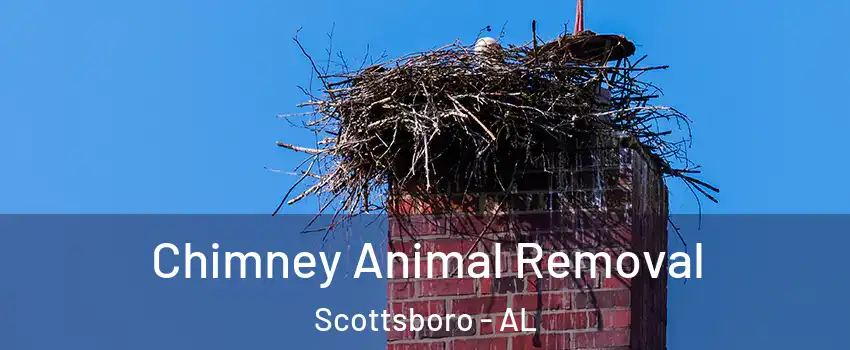  Chimney Animal Removal Scottsboro - AL