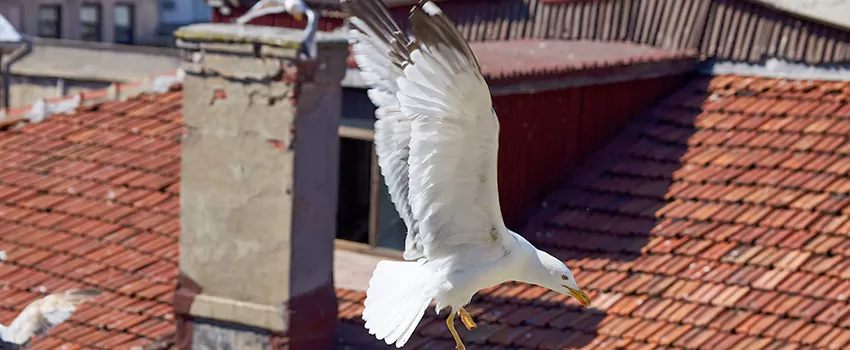 Residential Chimney Animal Removal Solution in Scottsboro, AL