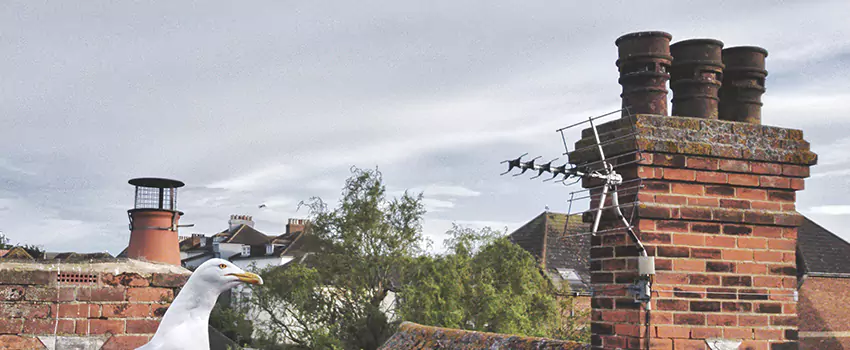 Chimney Cleaning And Restoration in Scottsboro, Alabama